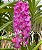 Muda de Vanda Pine Rivers x Sasicha - Imagem 1