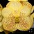 Muda de Vanda Varut Leopard - Imagem 1