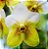 Muda de Vanda Two Tone White x Yeloow With Spot - Imagem 1