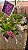 Rhynchostylis Gigantea Rose Pink - Imagem 2
