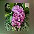 Rhynchostylis Gigantea Rose Pink - Imagem 1