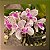 Rhynchostylis Gigantea Kultana - Imagem 1