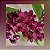 Rhynchostylis Gigantea Red - Imagem 1