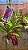 Rhynchostylis Gigantea Red - Imagem 3