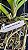 Vanda Nopporn White Nr. 484 - Imagem 3