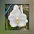 Vanda Nopporn White Nr. 484 - Imagem 1