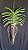 Vanda Prachit Gold x Bangkhuntian Gold - Imagem 2