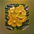 Vanda Nopporn Golden Hill x Butterfly Nr. 699 - Imagem 1