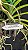 Vanda Nopporn Gold  x Yellow Butterfly Nr. 117 - Imagem 3