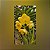 Vanda Nopporn Gold  x Yellow Butterfly Nr. 117 - Imagem 1