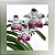 Vanda Kultana Fragrance x Vanda Luzonica - Imagem 1