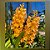 Muda Vandachostylis Ladda Gold - Imagem 1