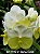 Muda de Vanda Renu Gold - Imagem 1