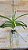 Vanda Thonglor x Sanderiana (Nr. 1) - Imagem 2