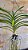 Vanda Thonglor x Sanderiana (Nr. 2) - Imagem 2