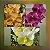 KIT/ VANDAS ADULTAS - Imagem 1