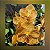 Vanda Sanchai Gold Spot - Imagem 1