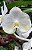 Muda de Vanda Nopporn White Diamond nr. 98 - Imagem 1