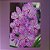 Vanda Chulee Classic Pink - Imagem 1