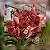 Vanda Razarudin Husain "Fire Leopard" - Imagem 1