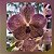 Vanda Prapathom Gold x Coerulea Blue-Grey Purple Lip Clone - Imagem 1