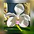 Vanda White Rose - Imagem 1