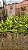Rhychontlylis Gigantea Dupla (Big Spot) - Imagem 2