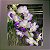 Prra.La Beau Blue (Mini Vanda) - Imagem 1