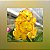 Vanda Boonyarit Pastel - Imagem 1
