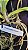 Vanda Boonyarit Pastel - Imagem 3