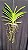 Vanda Boonyarit Pastel - Imagem 2