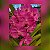 Vanda Siriphat Pink - Imagem 1