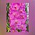 Vanda Siriphat Pink - Imagem 1