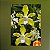 Vanda Tessellata Var Alba x Self - Imagem 1