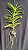 Vanda Tessellata Var Alba x Self - Imagem 2