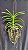 Vanda Blo Redland Ambers (V. Lamellata x M.V. Tannis) - Imagem 2