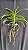 Vanda Lamellata x Suksamran Gold - Imagem 2