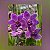 Vanda Thailand x Blue Boy Purple Blue - Imagem 1