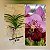 Orquídea Vanda Touceira Nr. #06 - Imagem 1