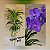 Orquídea Vanda Touceira Nr. #11 - Imagem 1