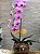 Orquídea Grande - Imagem 6