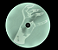 Lady Gaga - Bloody Mary (Glow In The Dark) - LP - Imagem 5