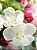 Total Flirt Fragrance Mist PINK by Victória's Secret - 250ml - Imagem 2