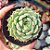 Echeveria ben badis - PT 9 - Imagem 1