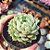 Echeveria ben badis - PT 9 - Imagem 2