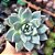 Echeveria blue bird - PT 9 - Imagem 1