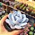 Echeveria Lauii - PT 9 - Imagem 2