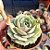 Echeveria Lola - PT 9 - Imagem 2