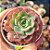 Echeveria Raindrops - PT 9 - Imagem 1