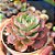 Echeveria Raindrops - PT 9 - Imagem 2